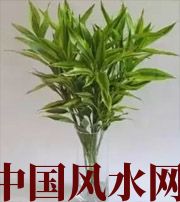 西藏十二生肖养什么植物最旺财运？你知道吗！